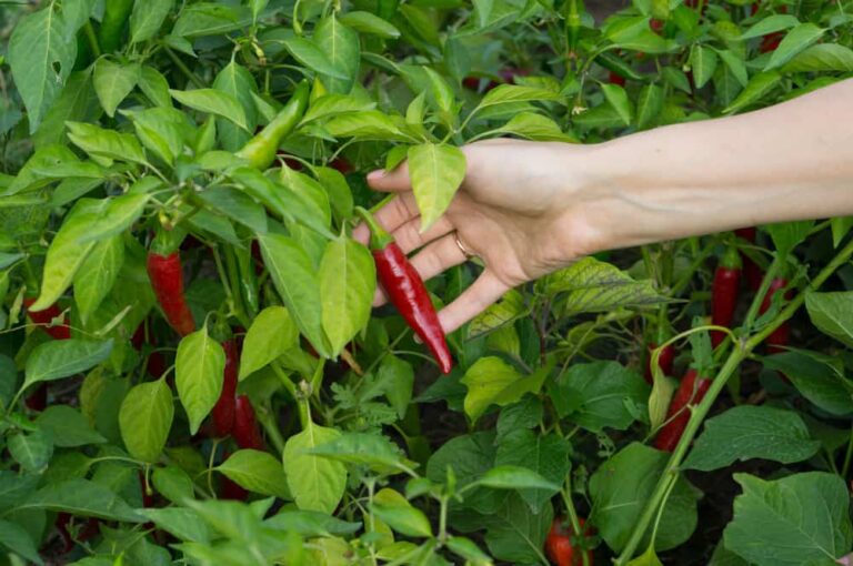9 Great Chili Plants For Short Seasons Or Cold Climates