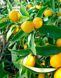 What is the fruit of the cedar tree called?