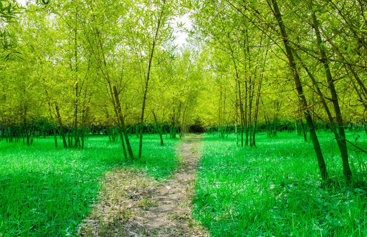 bamboo grove