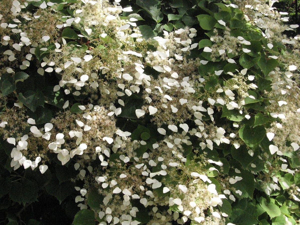 The climbing hydrangea has white flowers