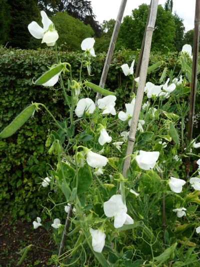 The sweet pea is a small climber