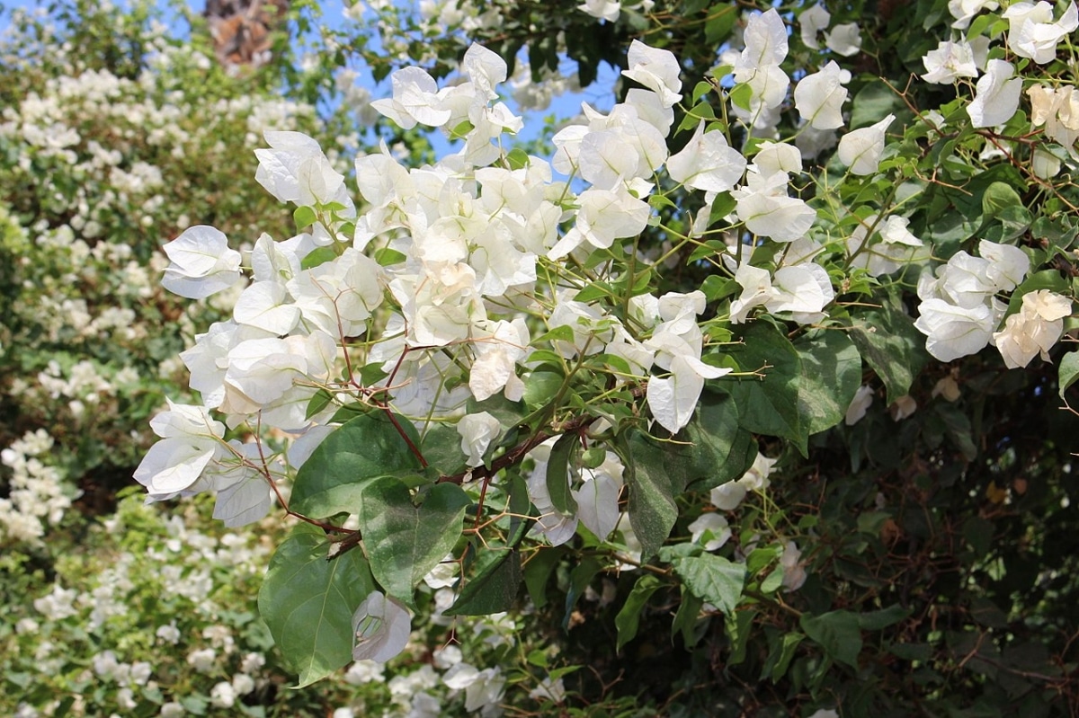 The white bougainvillea is tall
