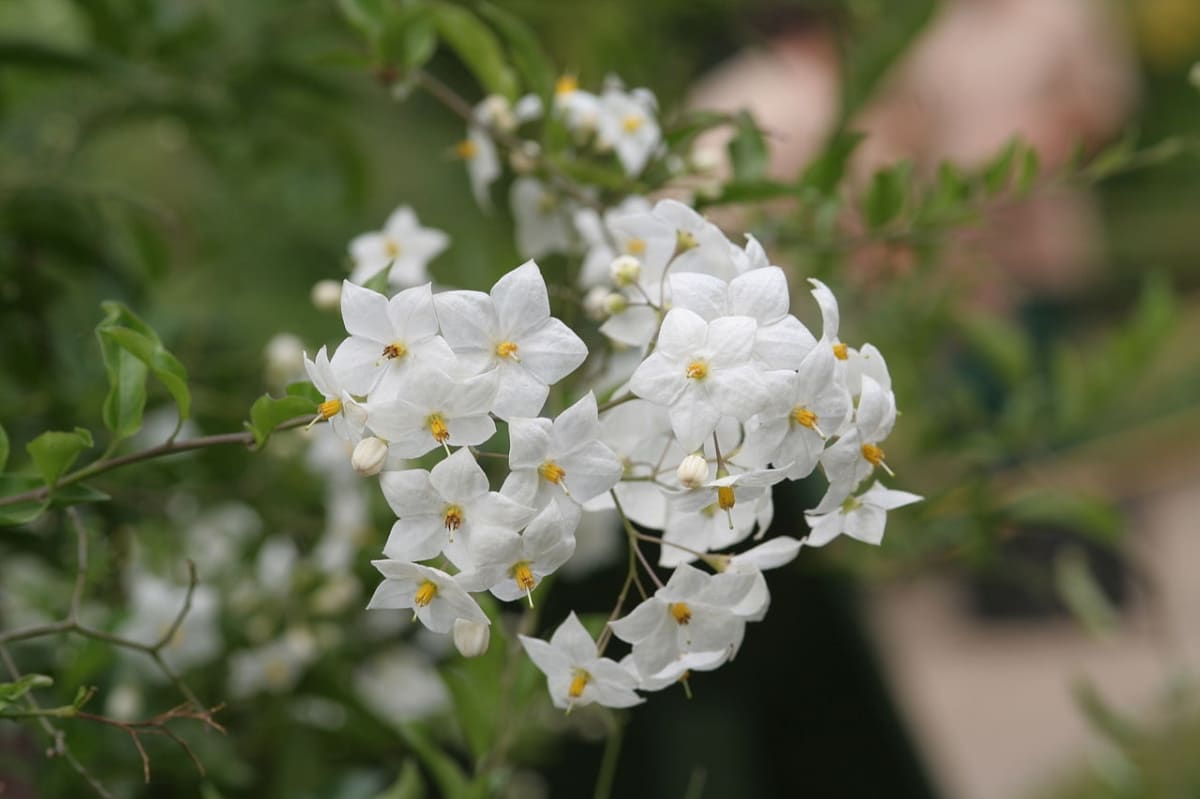 Solanum jasminoides has white flowers.