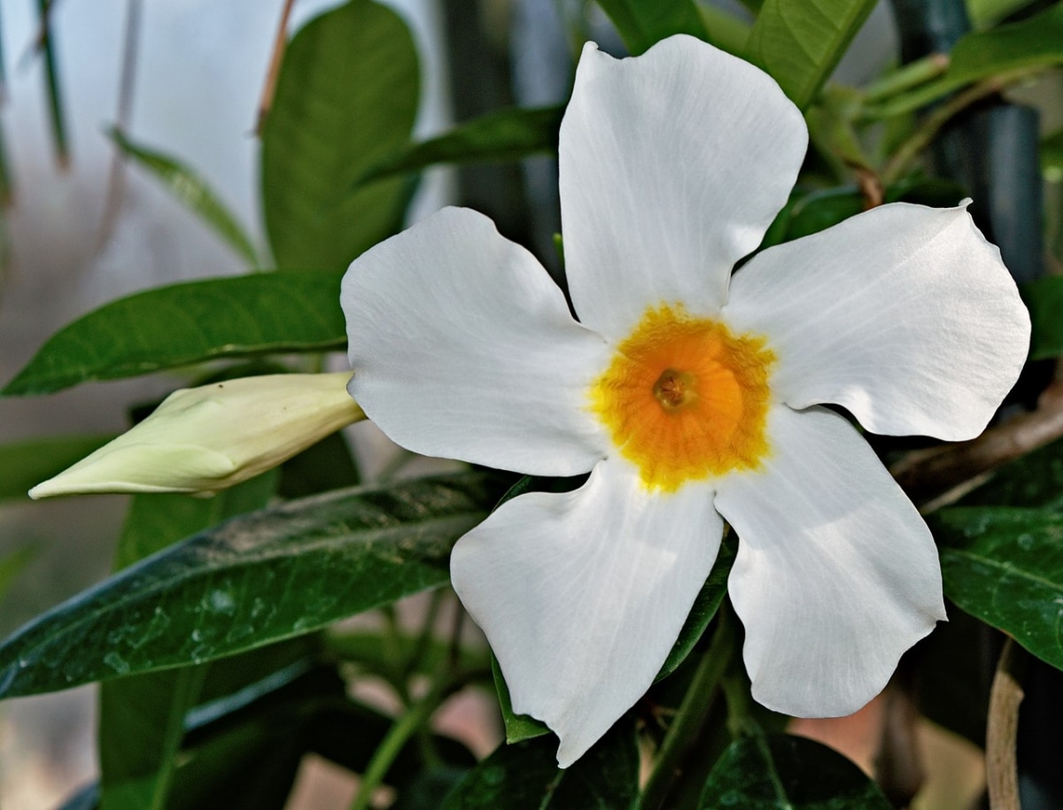The mandevilla is a tropical climber