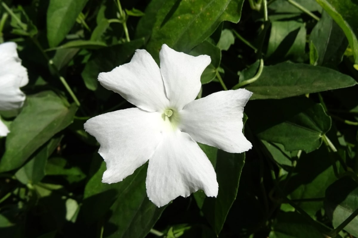 Thunbergia fragans is a climber