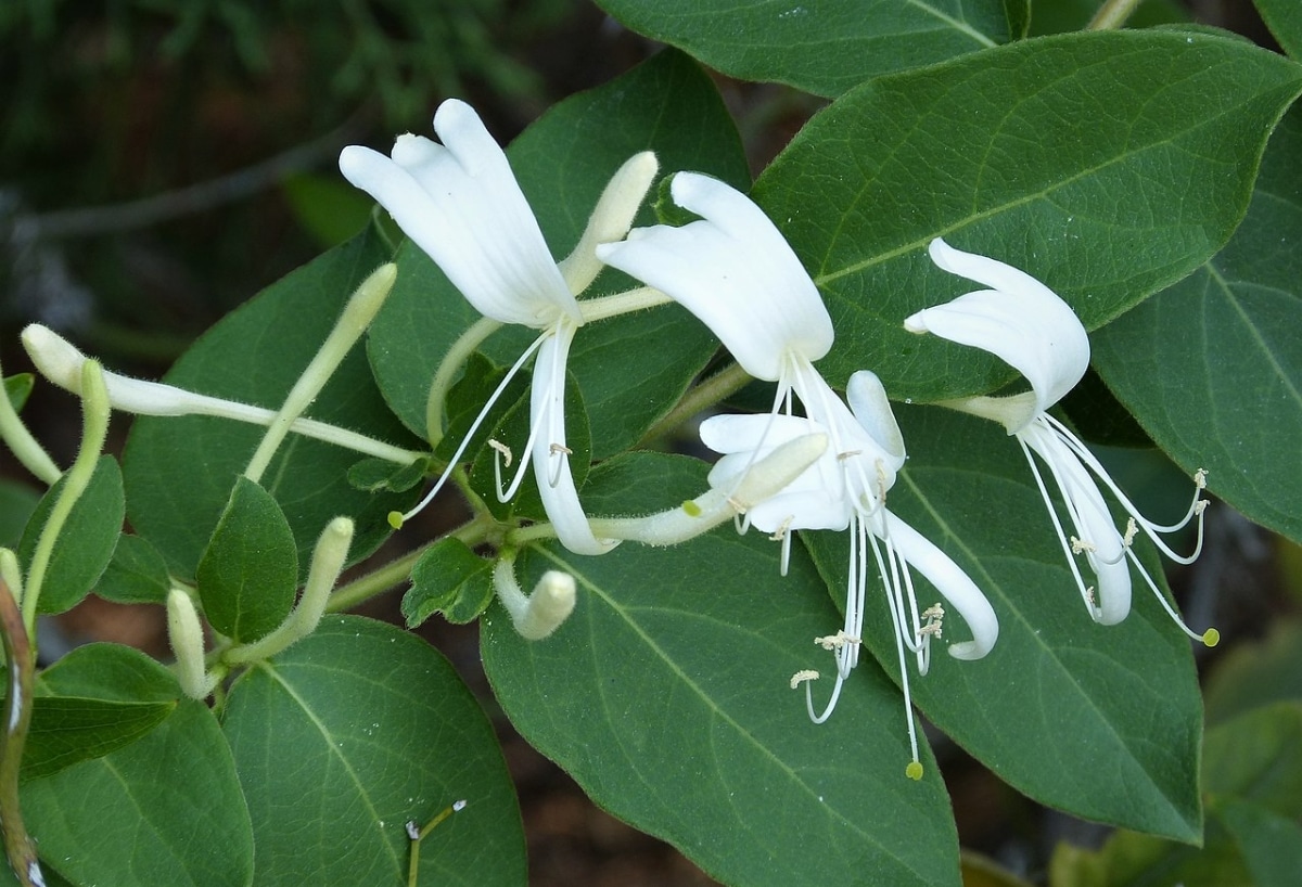 Japanese honeysuckle is a climbing plant with white flowers.