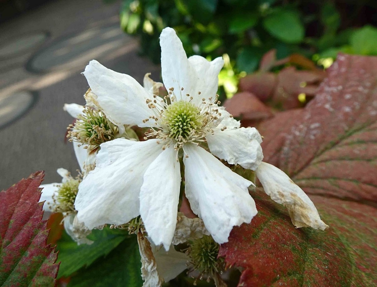 The blackberry is a climber with white flowers