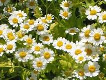 How is the Santa Maria flower?