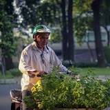 What does landscaping look like in the United States?