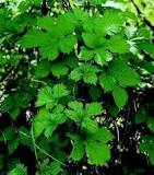 What plants produce sleep? What plants produce sleep?