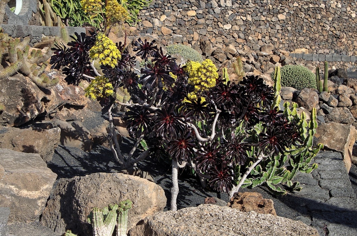 Aeonium arboreum is a perennial plant