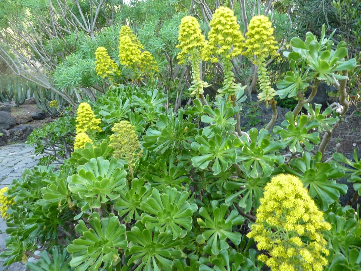 Aeonium arboreum is a solar plant