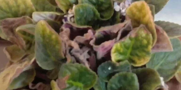 African Violets Are Dying (Causes & Solutions) - ISPUZZLE