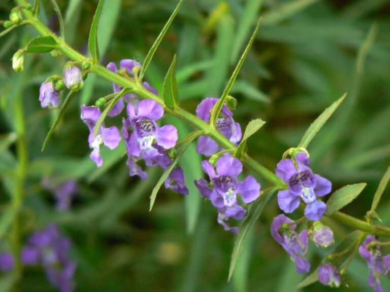 La angeloia angustifolia es una planta que florece en primavera