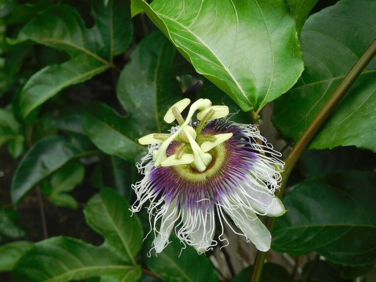 La passiflora edulis es una trepadora perenne