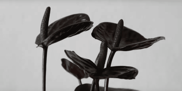 El anturio negro es una planta rara