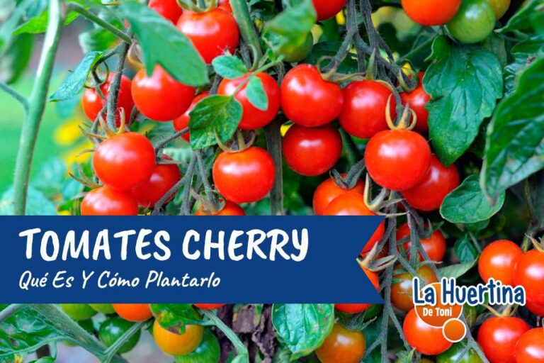 tomate cherry
