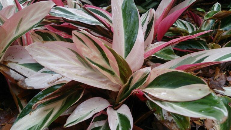 ctenanthe cuidados