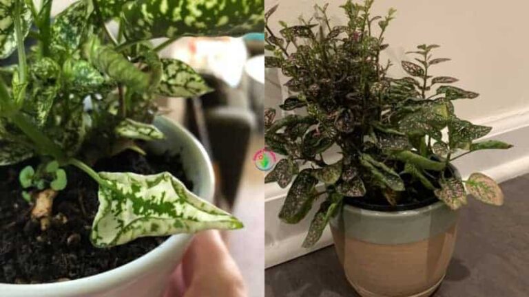 Planta de lunares para interior en maceta Leaves Curling