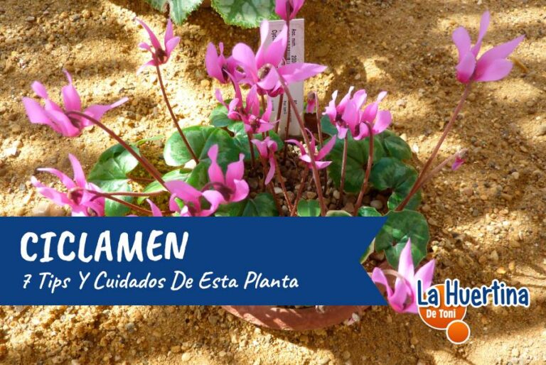 ciclamen