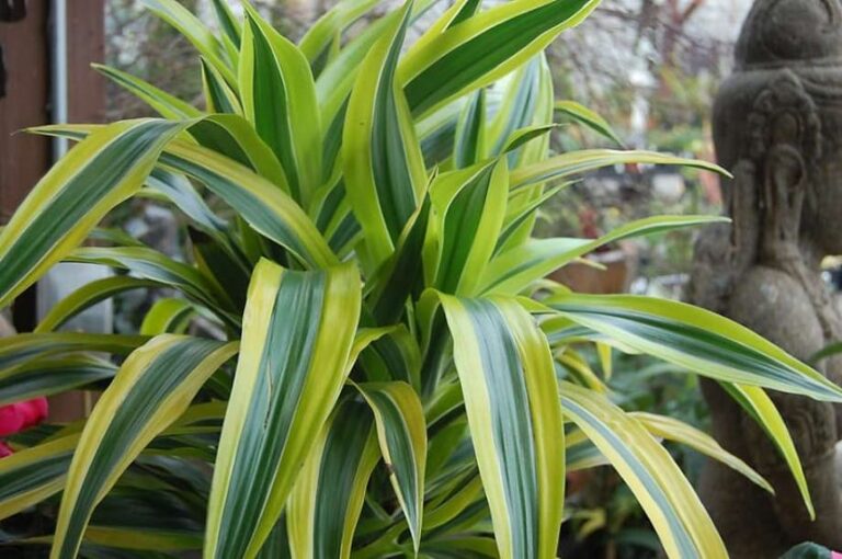 la Dracena Limon es una planta muy f&aacute;cil de mantener