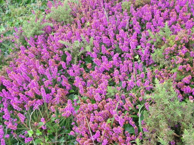 Erica cinerea