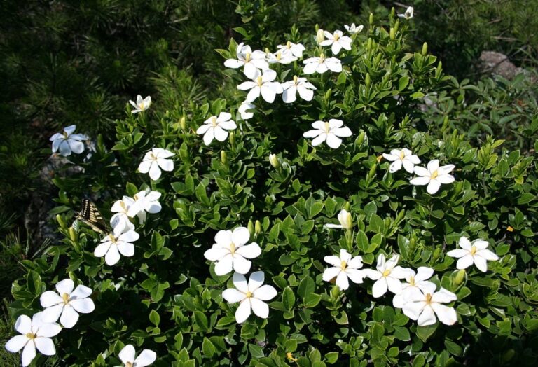 La Gardenia es una planta que no soporta las heladas