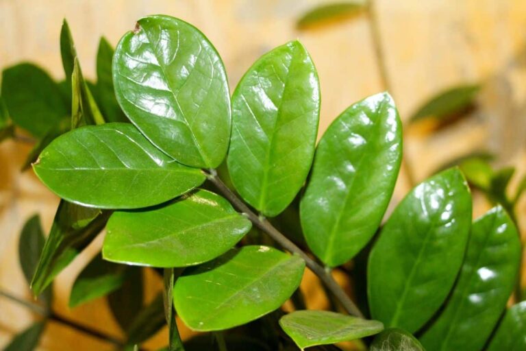 zamioculcas enferma