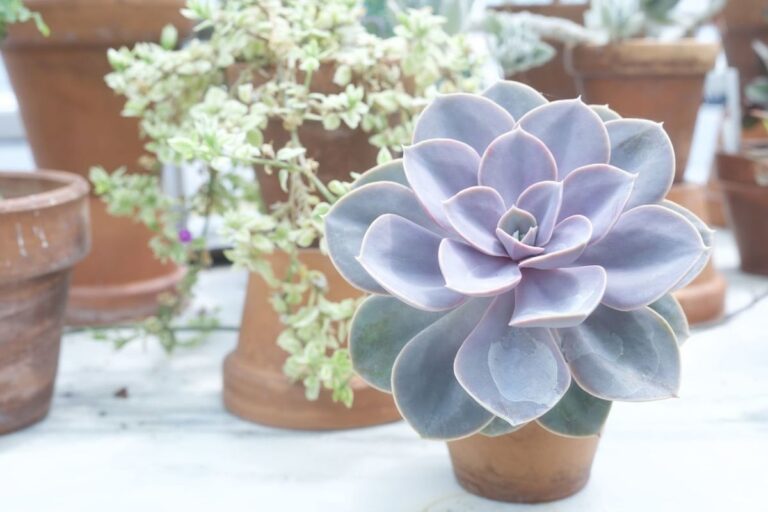 La Echeveria Perle Von Nurnberg es lila
