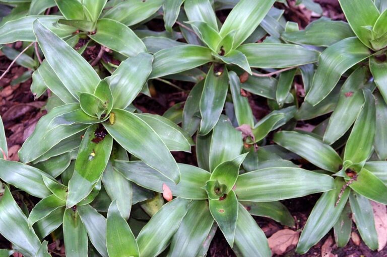 La Callisia fragrans es una hierba peque&ntilde;a
