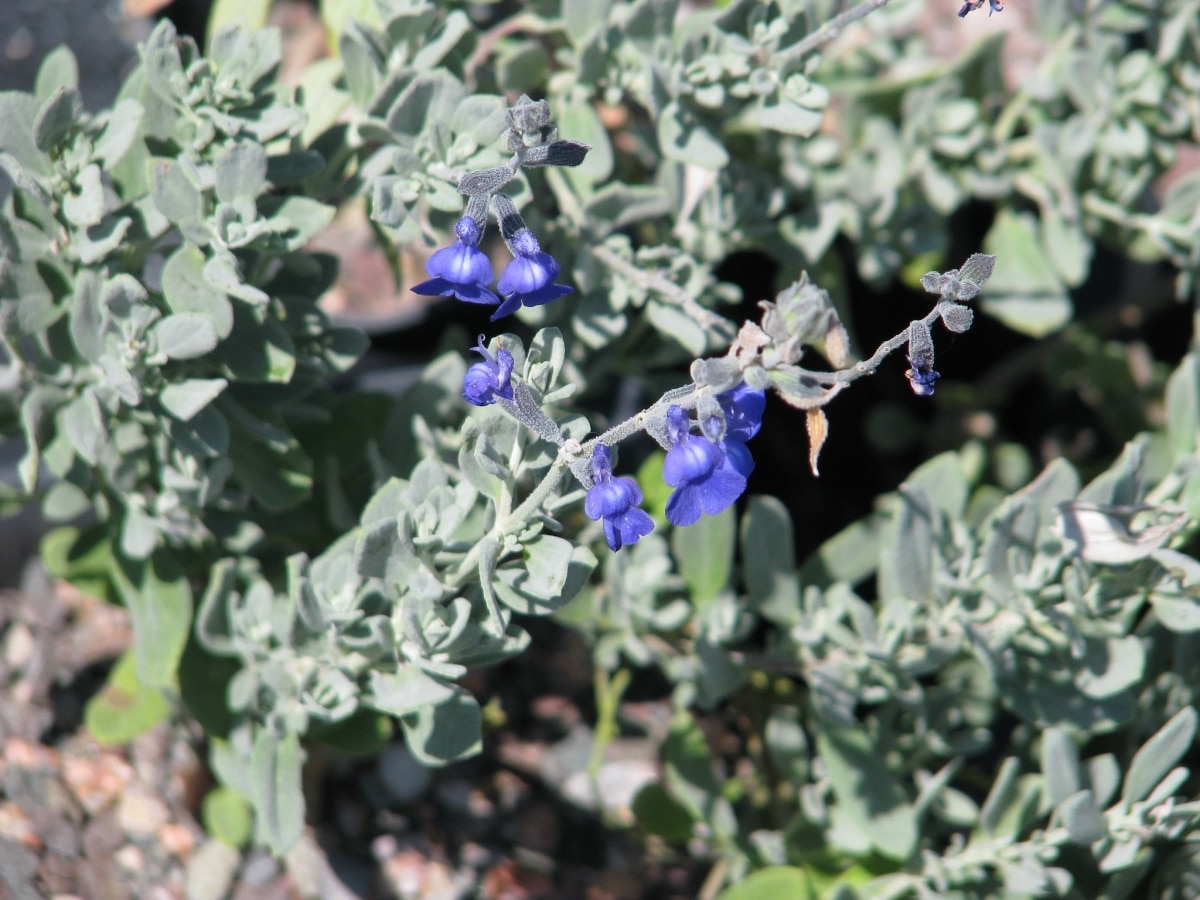Mexican blue sage is drought resistant