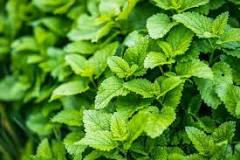 What is the difference between mint and spearmint?