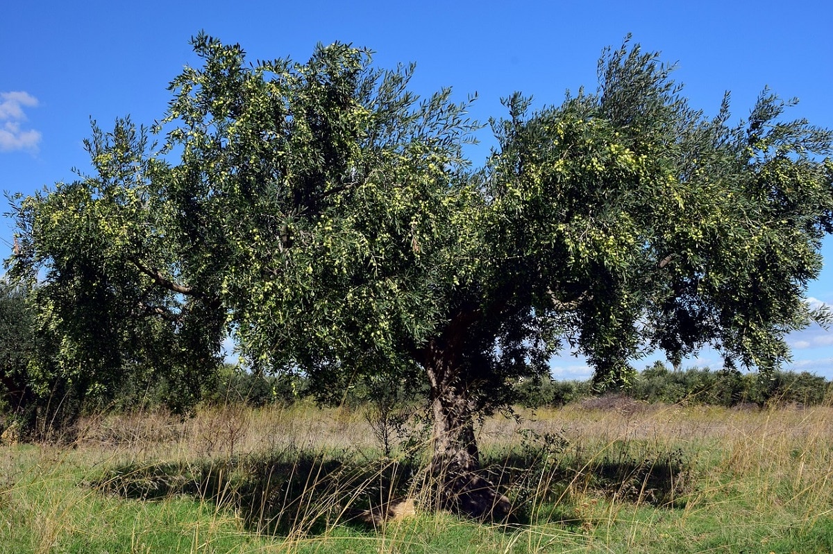 olive tree development