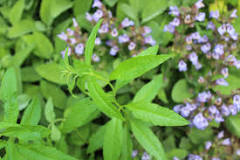When does lemon verbena bloom?