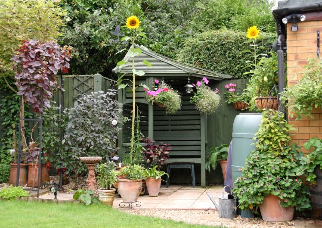 How big can sunflowers get?