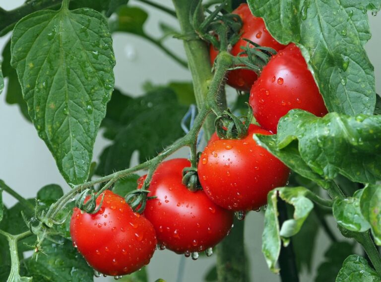C&oacute;mo guardar semillas de tomate