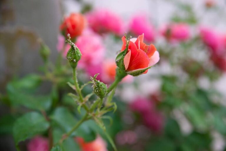 rosas con roya