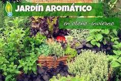 How to take care of aromatic plants in winter?