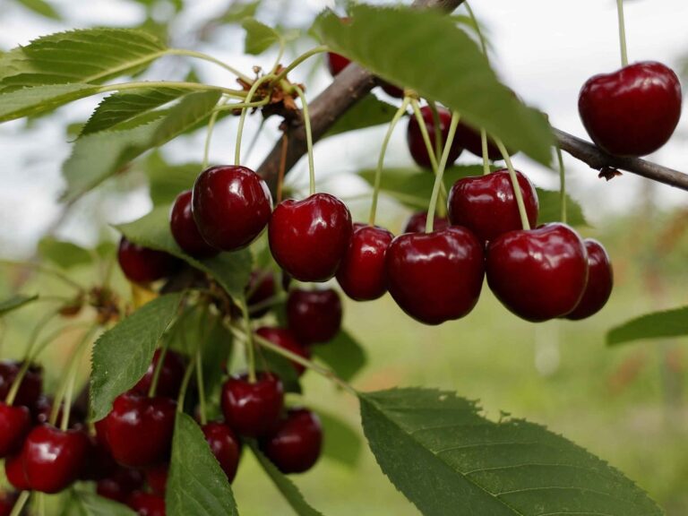 cerezas plantadas
