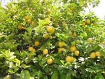 How to prune a lemon tree?