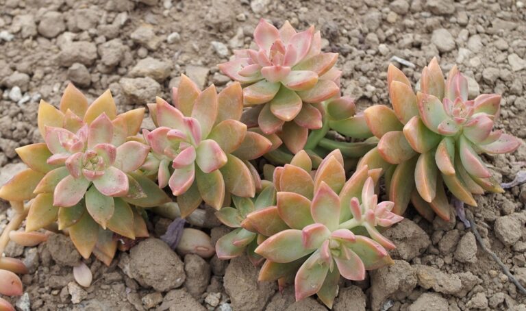 El graptosedum es una planta crasa