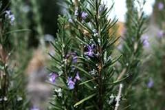 Which rosemary is edible?