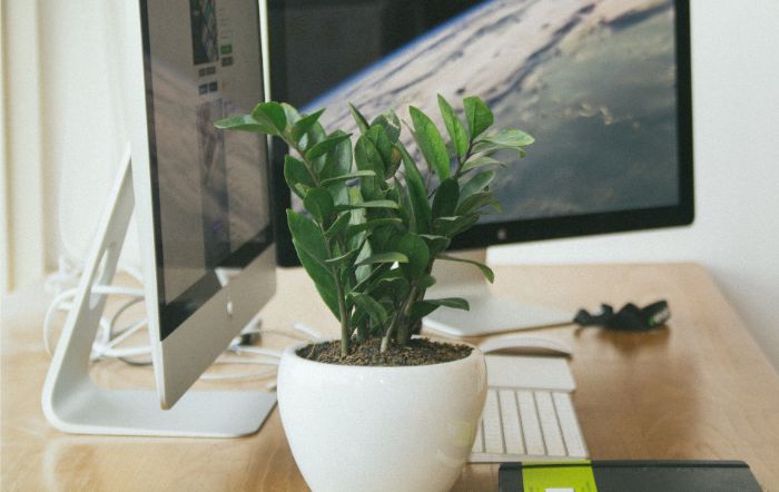it is a poisonous plant zz zamioculcas zamifolia