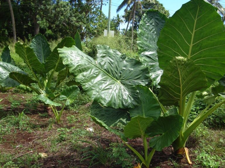 La planta marquesa es t&oacute;xica