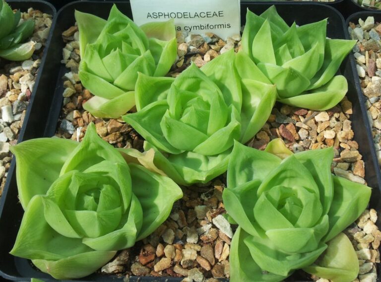Haworthia cymbiformis cuidados