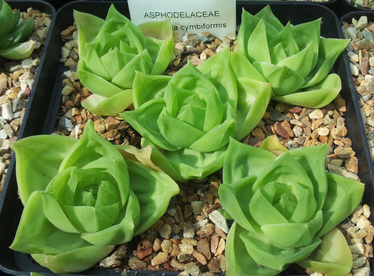 Haworthia cymbiformis care