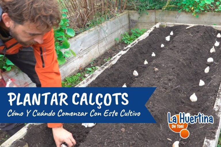 Plant calçots.  How and when to start this culture