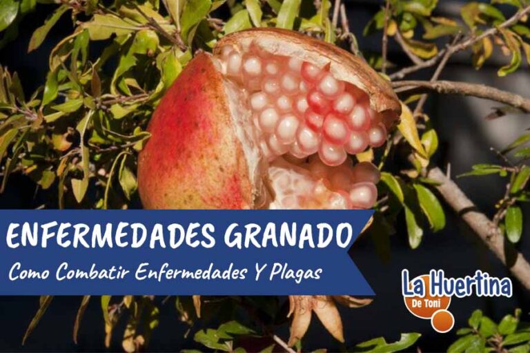 Enfermedades Y Plagas Del Granado