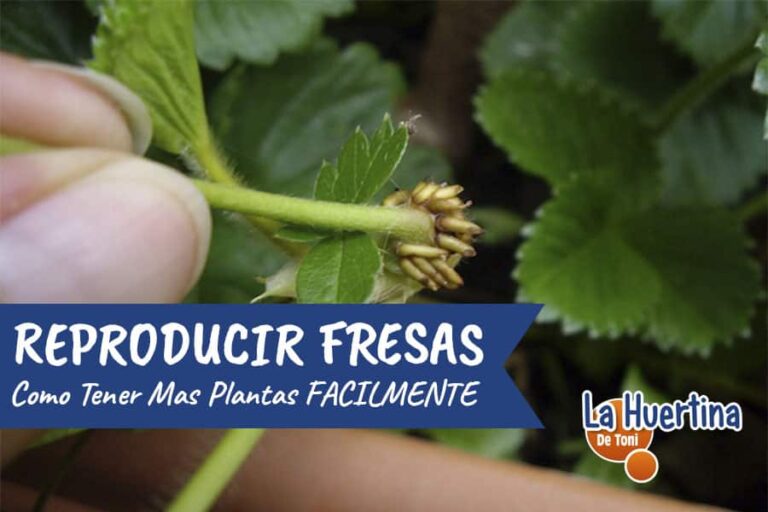 estolones de fresa