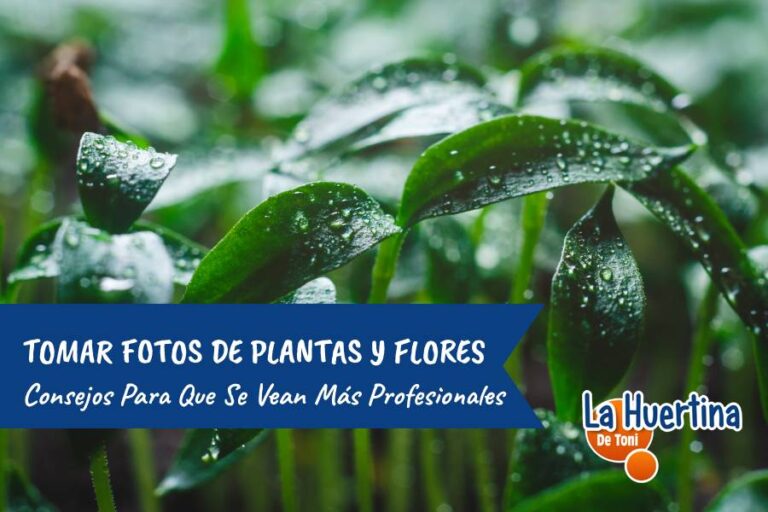 sacar fotos plantas